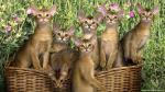 cat_238