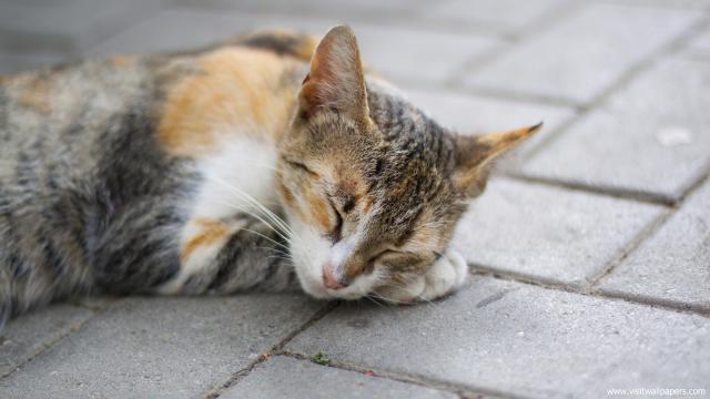 cat_242
