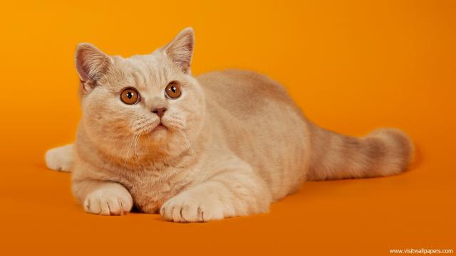 cat_243