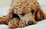 dog_443