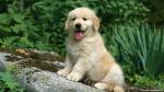 dog_445
