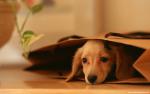 dog_450