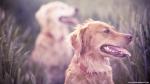 dog_451