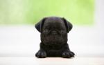 dog_457