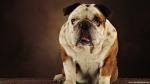 dog_459
