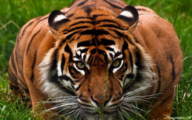 Tiger_31