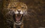 Tiger_32
