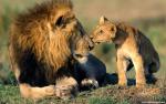 African_Lion_04