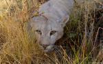 Lion_14