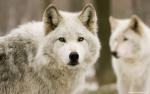 Animals_311