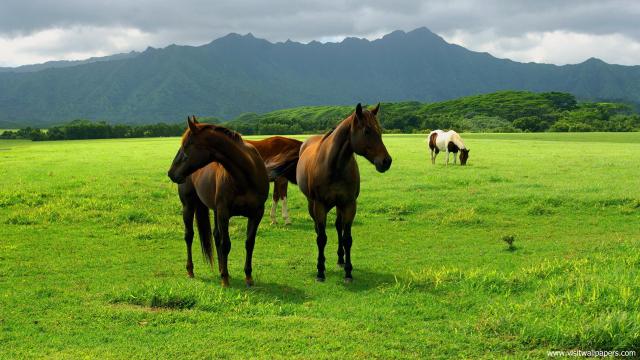 Animals_313