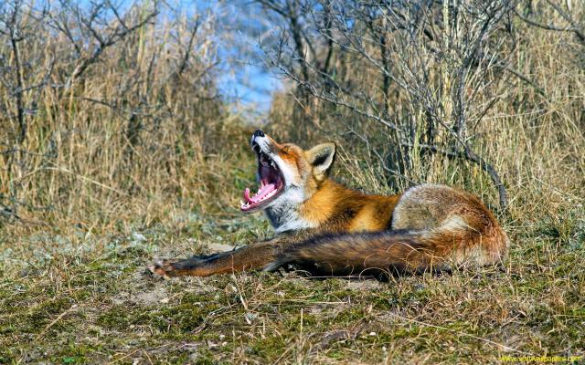Animals_319
