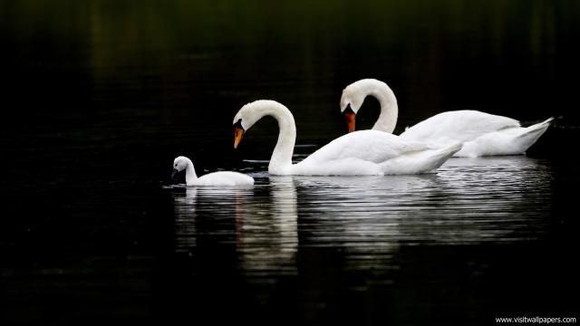 Animals_321