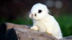 Animals_322