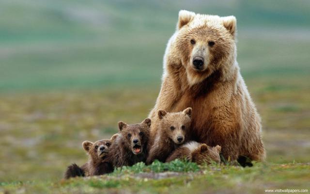 Animals_324