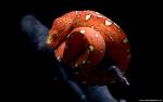 Animals_327