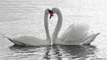 Animals_331