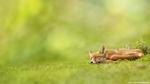 Animals_332
