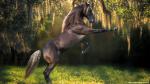 Animals_334