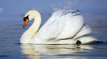 Animals_335