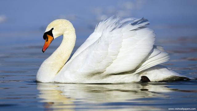 Animals_335