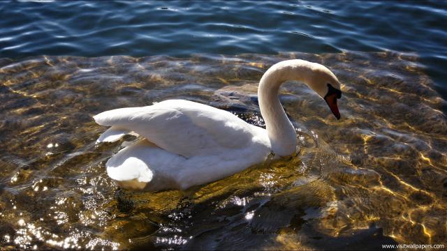 Animals_338