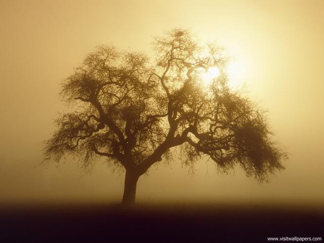 Nature_008
