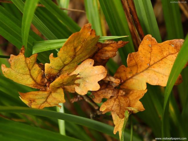 Nature_018