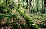 Nature_024