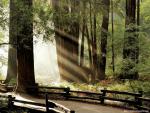 Nature_038