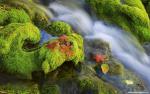 Nature_039