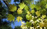 Nature_047