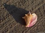 Nature_065