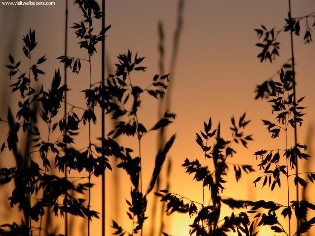 Nature_102