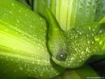 Nature_107
