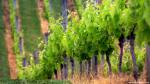 Nature_140