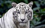 Tiger_38