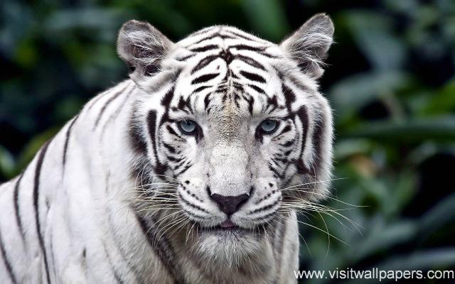 Tiger_38