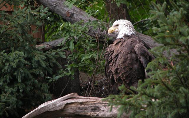 Birds_122