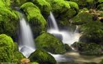 Nature_219