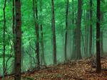 green_024