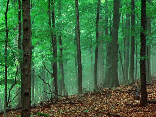 green_024