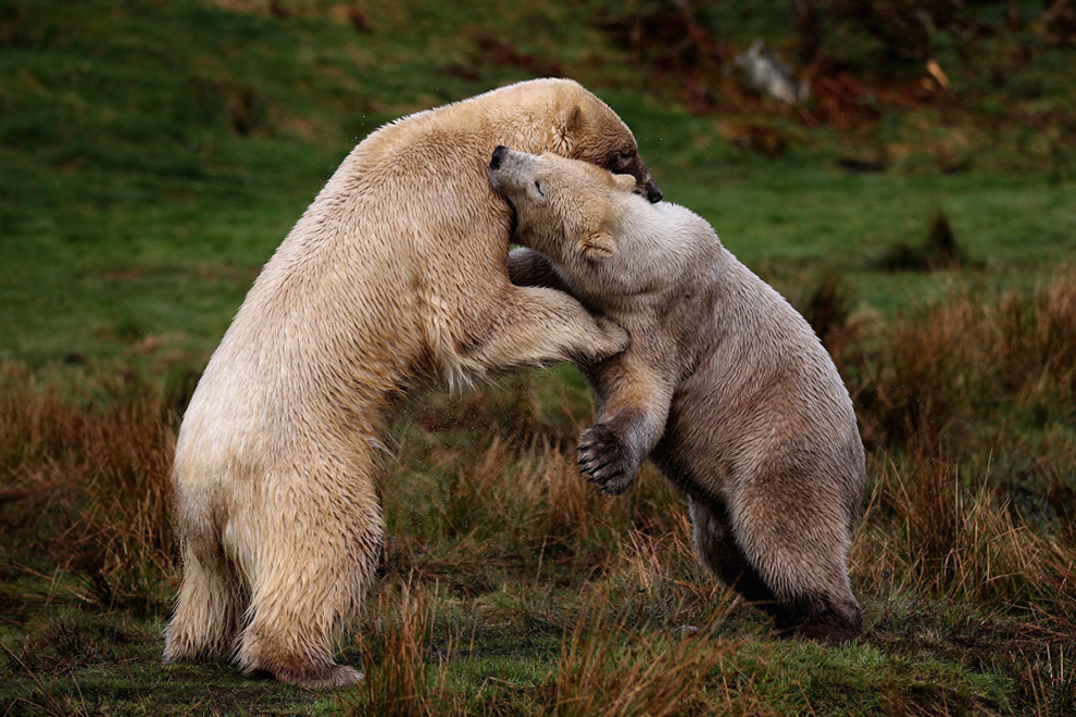 Animals_339