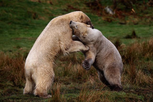 Animals_339