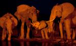 Animals_342