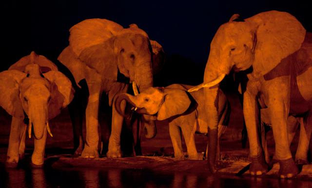 Animals_342