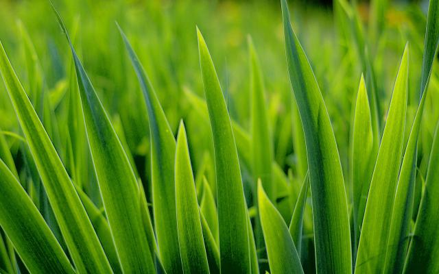 green_025