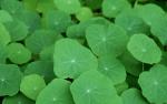 green_026