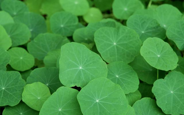 green_026