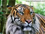 Tiger_39